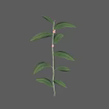 Green Leafy Plant Branch With Small Pink Fruits On Gray Background