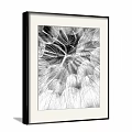 Black and White Framed Plant Painting Featuring Dandelion Seeds and Delicate Fibers