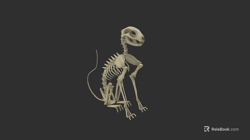 Small Rodent Skeleton in Sitting Pose 3D Model with Detailed Bone Structure 3d model