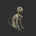 Small Rodent Skeleton in Sitting Pose 3D Model with Detailed Bone Structure 3d model