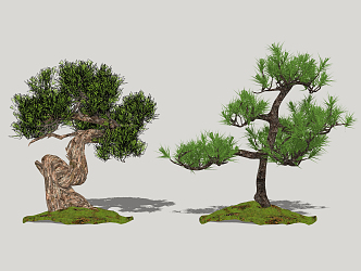 Modern Pine Zen Model Tree 3d model