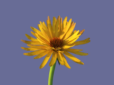 Bright Yellow Flower With Red Center And Green Stem On Blue Background 3d model