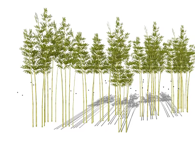 Tall Green Bamboo Grove With Lush Foliage And Sunlight Shadows 3d model