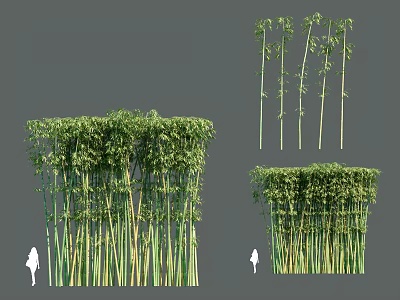 Tall Bamboo Stalks With Lush Green Leaves And Varying Heights In Natural Grove Setting 3d model