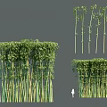 Tall Bamboo Stalks With Lush Green Leaves And Varying Heights In Natural Grove Setting