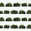 Various Green Shrubs With Different Sizes And Lush Dense Foliage For Landscaping