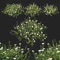 Vibrant White Flower Bushes with Lush Green Foliage and Abundant Blooms