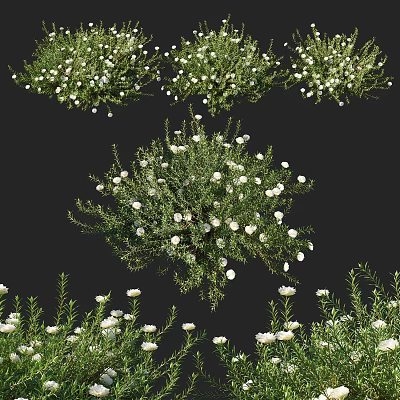 Vibrant White Flower Bushes with Lush Green Foliage and Abundant Blooms 3d model