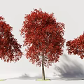 Three Tall Trees with Red Leaves and Trunks on Green Grass with Shadows