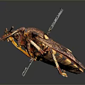 Colorful Spotted Insect With Red Yellow Patterns And Metal Pins Through Body