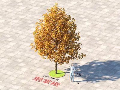 Deciduous Tree With Yellow Autumn Leaves 8 Meters Tall On Square Paved Ground 3d model