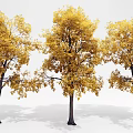 Three Autumn Trees With Golden Yellow Leaves And Dark Trunks On White Background