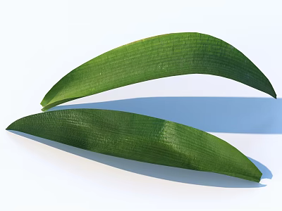 Fresh Green Leaves With Visible Veins On White Background With Subtle Shadows Below 3d model
