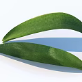 Fresh Green Leaves With Visible Veins On White Background With Subtle Shadows Below