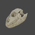 Ancient Dinosaur Skull Fossil With Detailed Bone Structure And Sharp Teeth 3d model