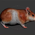 Cute Hamster With Red And White Fur Black Eyes And Pink Paws On Black Background