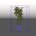 Indoor Potted Plant with Lush Green Leaves in Light Gray Striped Pot