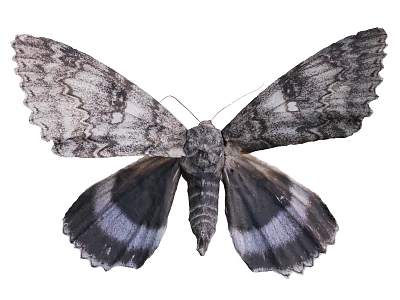 Detailed Gray Moth With Serrated Dark Patterned Wings On White Background 3d model