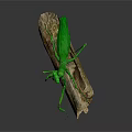 Green Praying Mantis Standing On Natural Wooden Log Against Gray Background