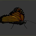 Stunning Monarch Butterfly Featuring Orange Wings With Yellow And Black Patterns