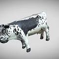 Black and White Spotted Cow With Horns Standing On Gray Background
