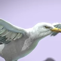 White Seagull with Open Wings Yellow Legs on Purple Background 3d model