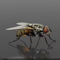 Fly With Transparent Wings Reddish Brown Eyes And Black Yellow Body On Dark Background