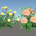 Beautiful Yellow And Pink Roses With Fresh Green Leaves In Garden