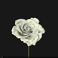 Beautiful White Rose in Full Bloom with Green Stem on Black Background