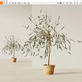 Potted Olive Trees With Slender Branches And Green Leaves In Terracotta Pots