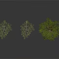 Three Trees One Tall and Two Small on White Background with Reflections on Ground