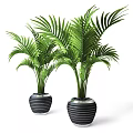Green Palm Leaf Potted Plants In Black Striped Ceramic Pots For Home Decor