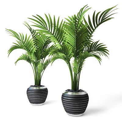 Green Palm Leaf Potted Plants In Black Striped Ceramic Pots For Home Decor 3d model