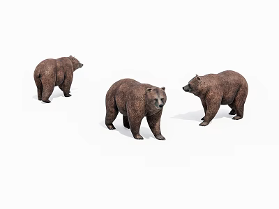Three Brown Bear 3D Models With Different Standing Poses 3d model