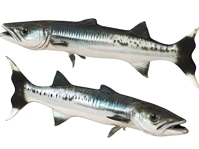 Two Silver Striped Aquatic Fish With Sleek Body And Open Mouth 3d model