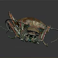 Vibrant Tiger Beetle With Hairy Antennae Segmented Legs And Patterned Elytra