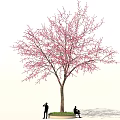 Beautiful Tree with Pink Blossoms and People Under Taking Photos and Sitting Outdoors