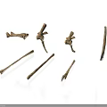 Various Animal Skeletal Remains Featuring Different Bone Types Shapes And Structures