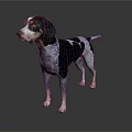 Black And White Spotted Dog Standing On Dark Surface With Reflection 3d model