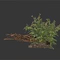 Lush Green Plants With Twigs And Stones In Natural Decorative Scene