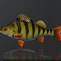 Vibrant Perch Fish With Yellow Black Stripes And Red Fins Tail On Dark Background
