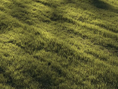 Lush Green Grass in Sunlit Field with Natural Growth and Vibrant Fresh Texture 3d model