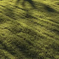 Lush Green Grass in Sunlit Field with Natural Growth and Vibrant Fresh Texture