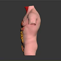 Human Torso Anatomy Model Showing Internal Organs Lungs Heart Stomach Intestines