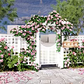 Beautiful Garden Entrance Gate Adorned With Pink Flowers Vines And White Picket Fence