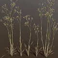 Ornamental Grass with Tall Slender Stems and Delicate Feathery Plumes Against Dark Backdrop