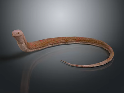 Reddish Brown Reptile Snake With Curved Body On Gray Background With Reflection 3d model