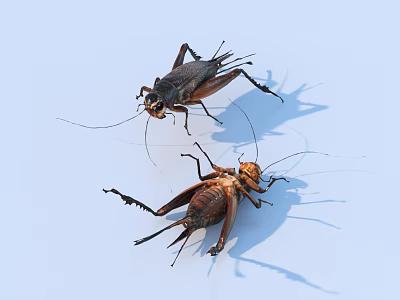 Two Crickets With Dark And Light Brown Bodies On Light Blue Surface 3d model