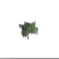 Graceful Weeping Willow Tree With Long Drooping Branches And Lush Green Foliage