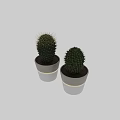 Decorative Cactus Bonsai Plants In White Pots With Gold Stripes
